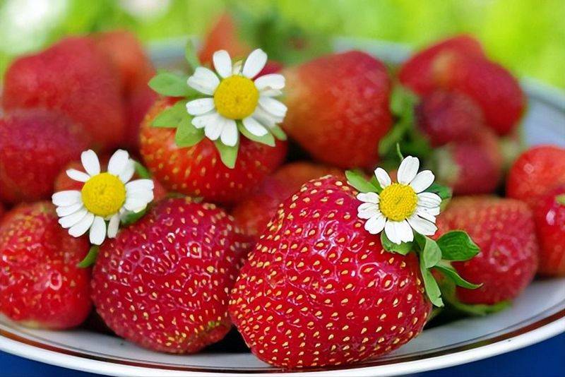 Grapes and strawberry cultivation methods