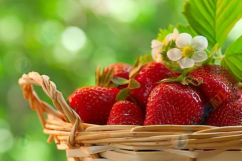 Grapes and strawberry cultivation methods