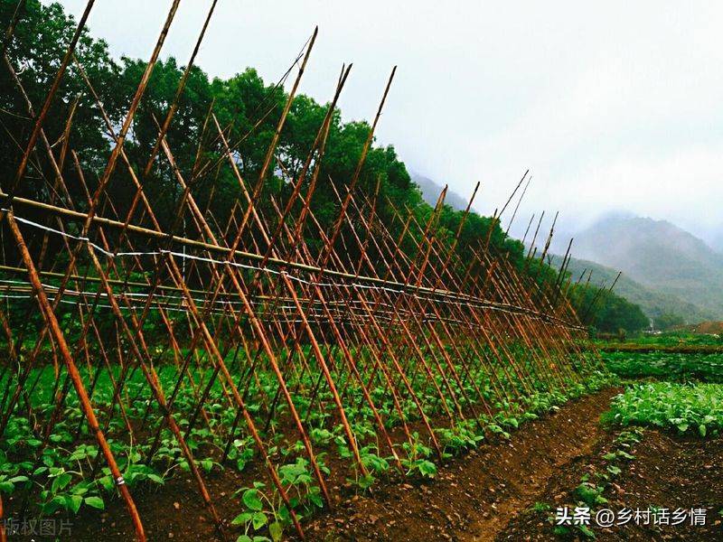 青菜的种植方法