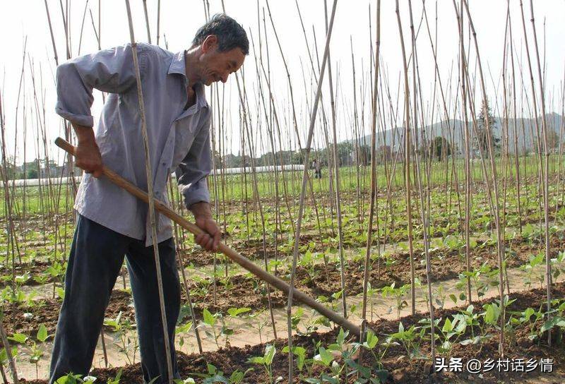 青菜的种植方法