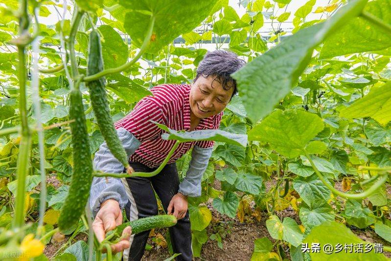 青菜的种植方法
