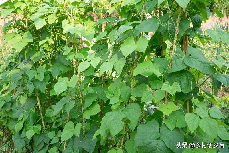 青菜的种植方法