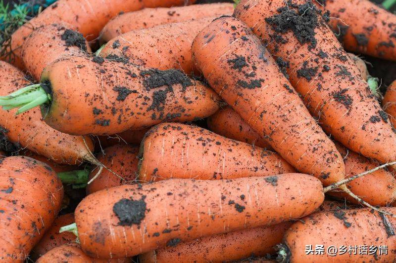 青菜的种植方法