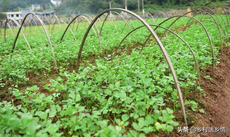 青菜的种植方法