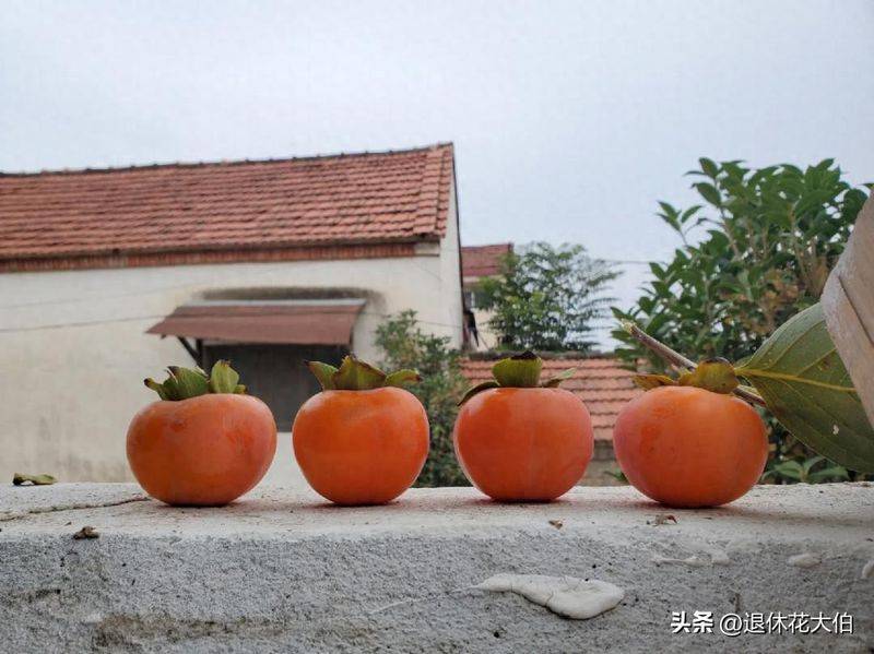 柿子树苗怎么种植方法
