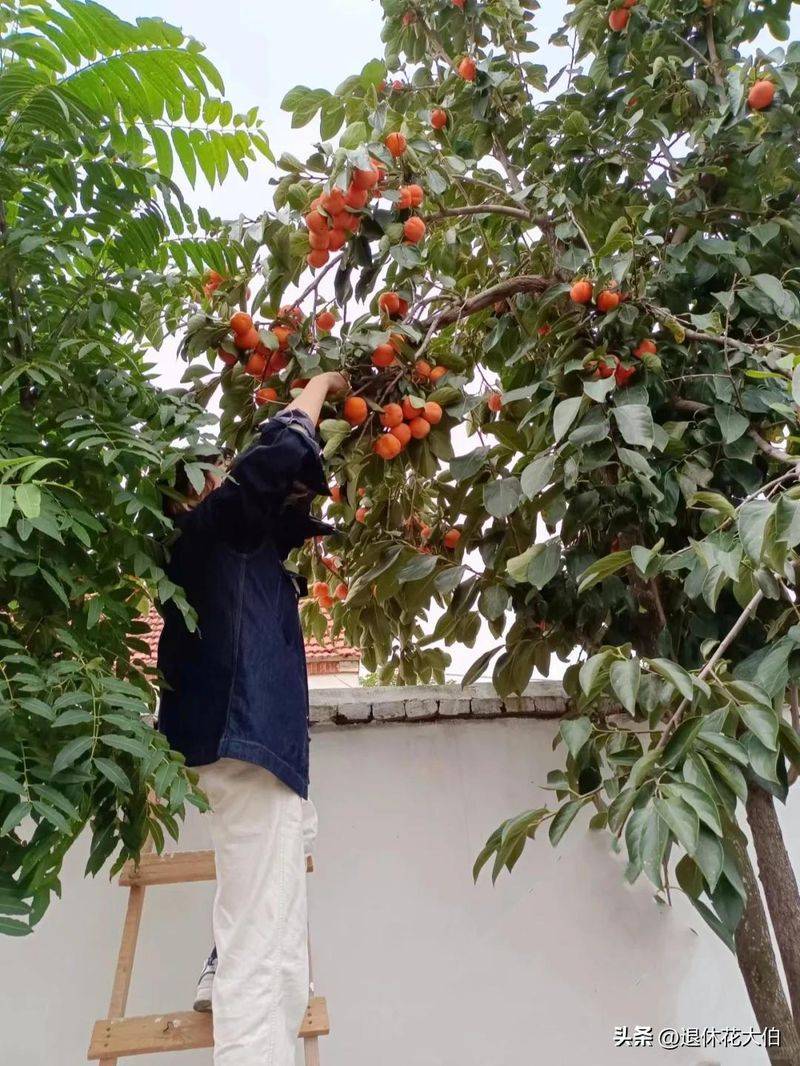 柿子树苗怎么种植方法