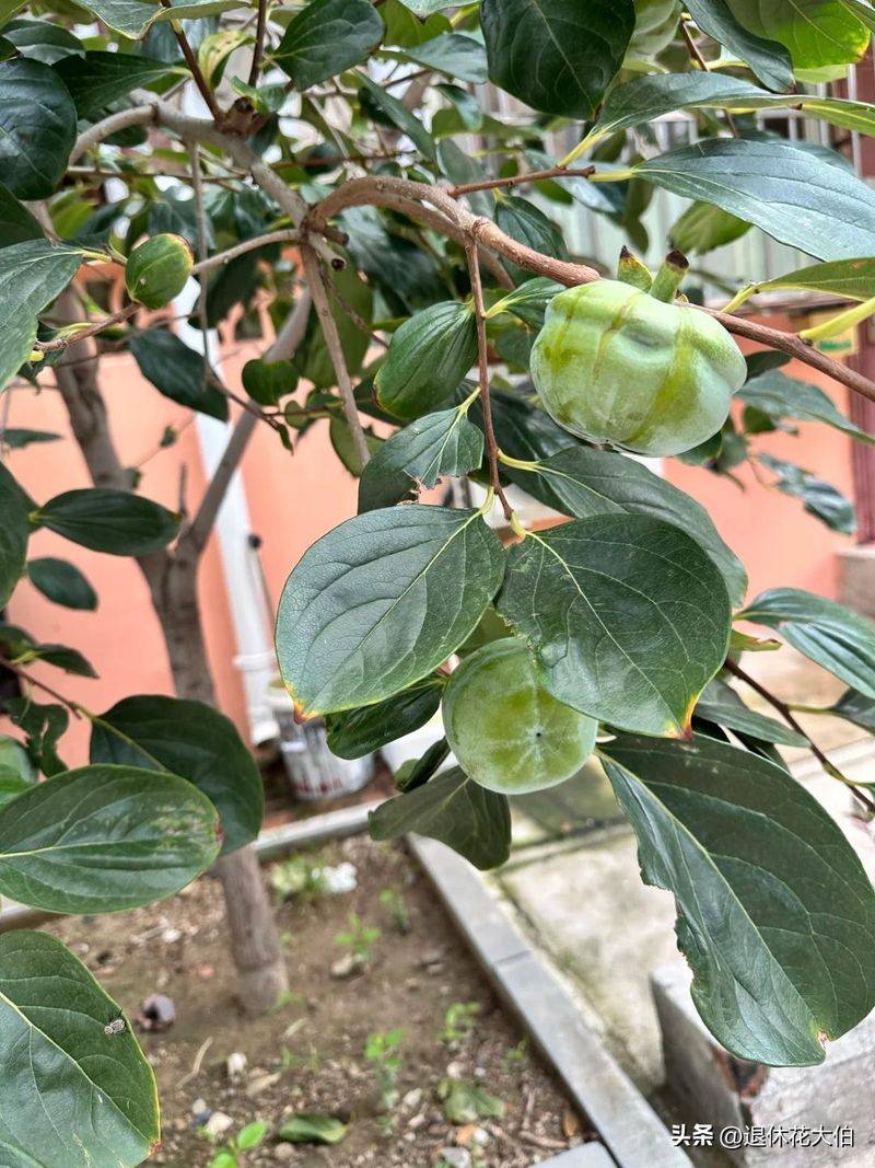 柿子树苗怎么种植方法