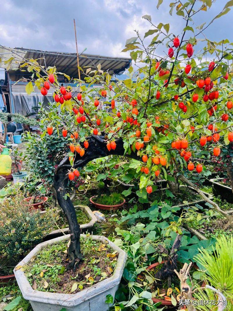 柿子树苗怎么种植方法