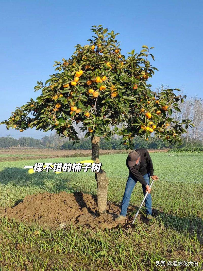 柿子树苗怎么种植方法