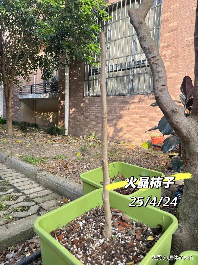 柿子树苗怎么种植方法