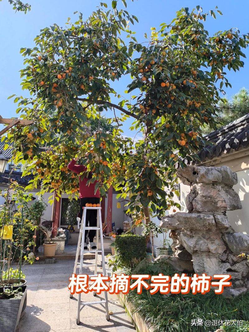 柿子树苗怎么种植方法