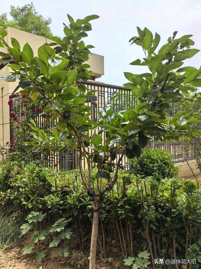 柿子树苗怎么种植方法