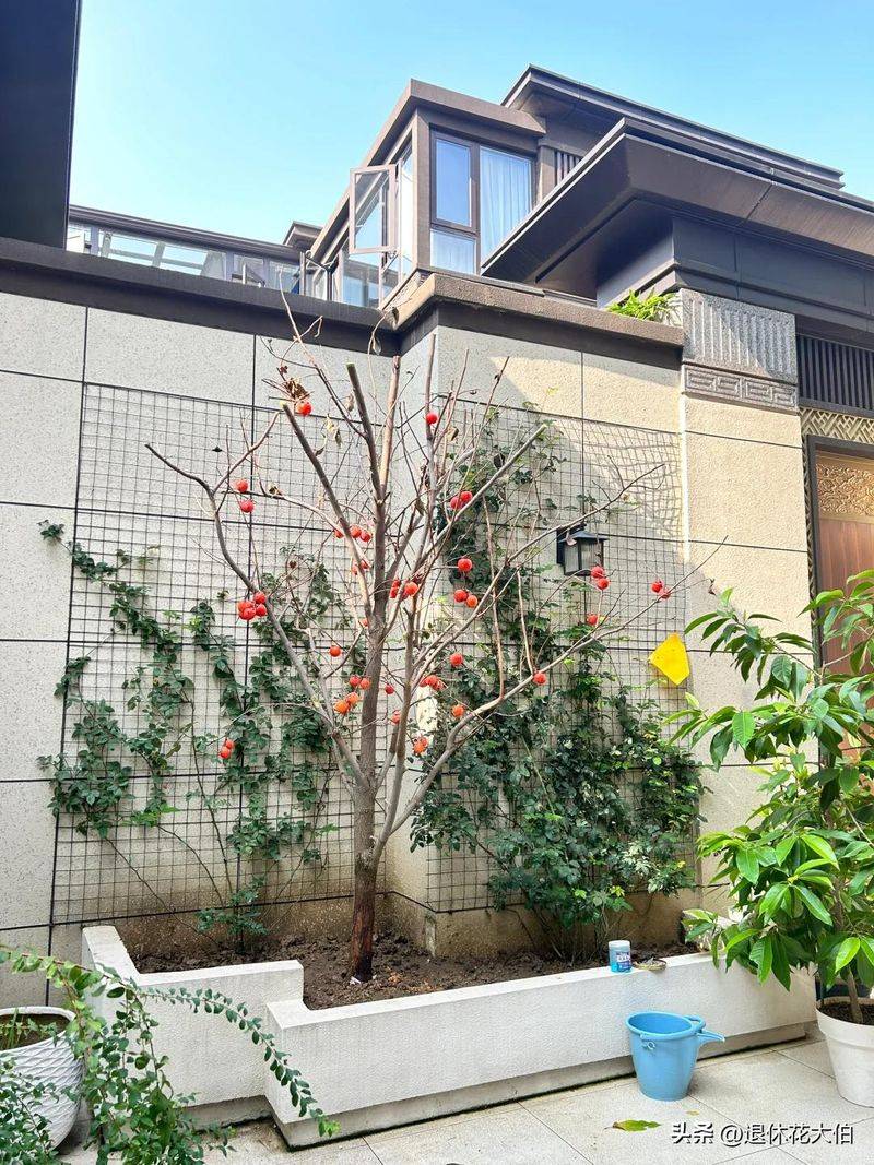 柿子树苗怎么种植方法