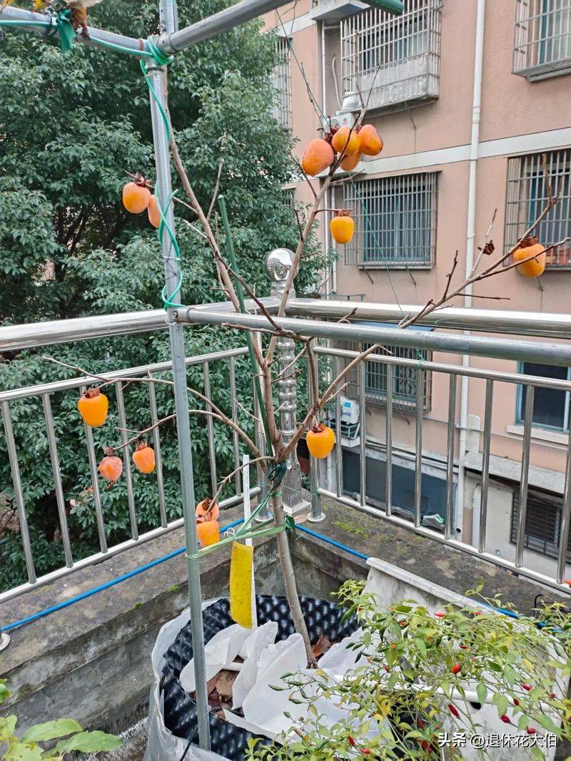 柿子树苗怎么种植方法