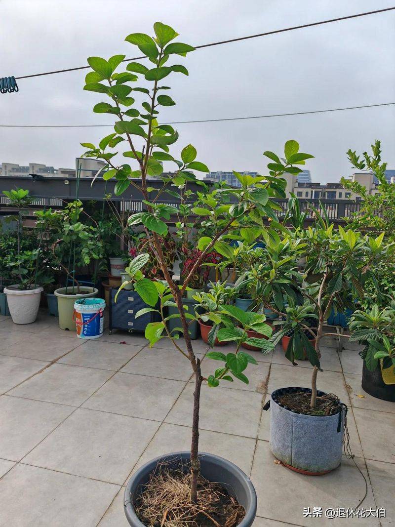 柿子树苗怎么种植方法