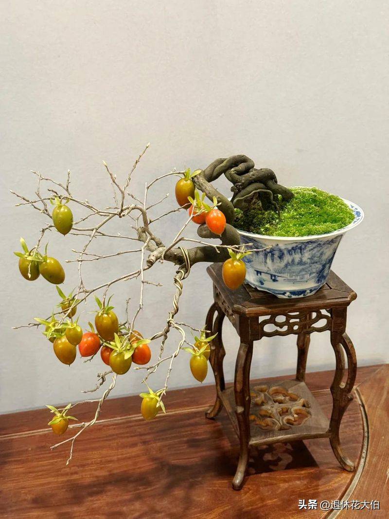 柿子树苗怎么种植方法