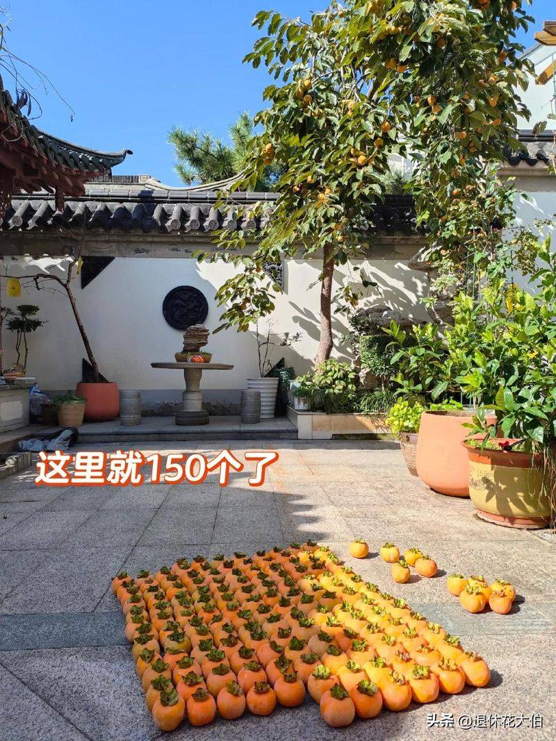 柿子树苗怎么种植方法