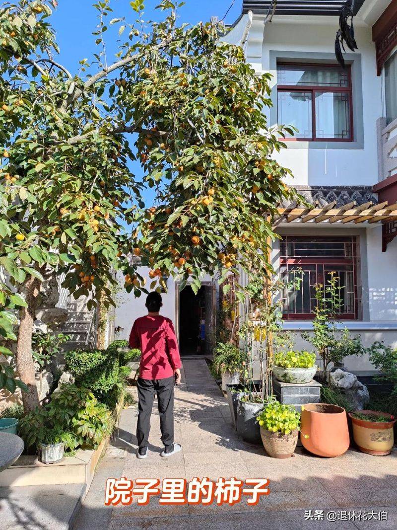 柿子树苗怎么种植方法