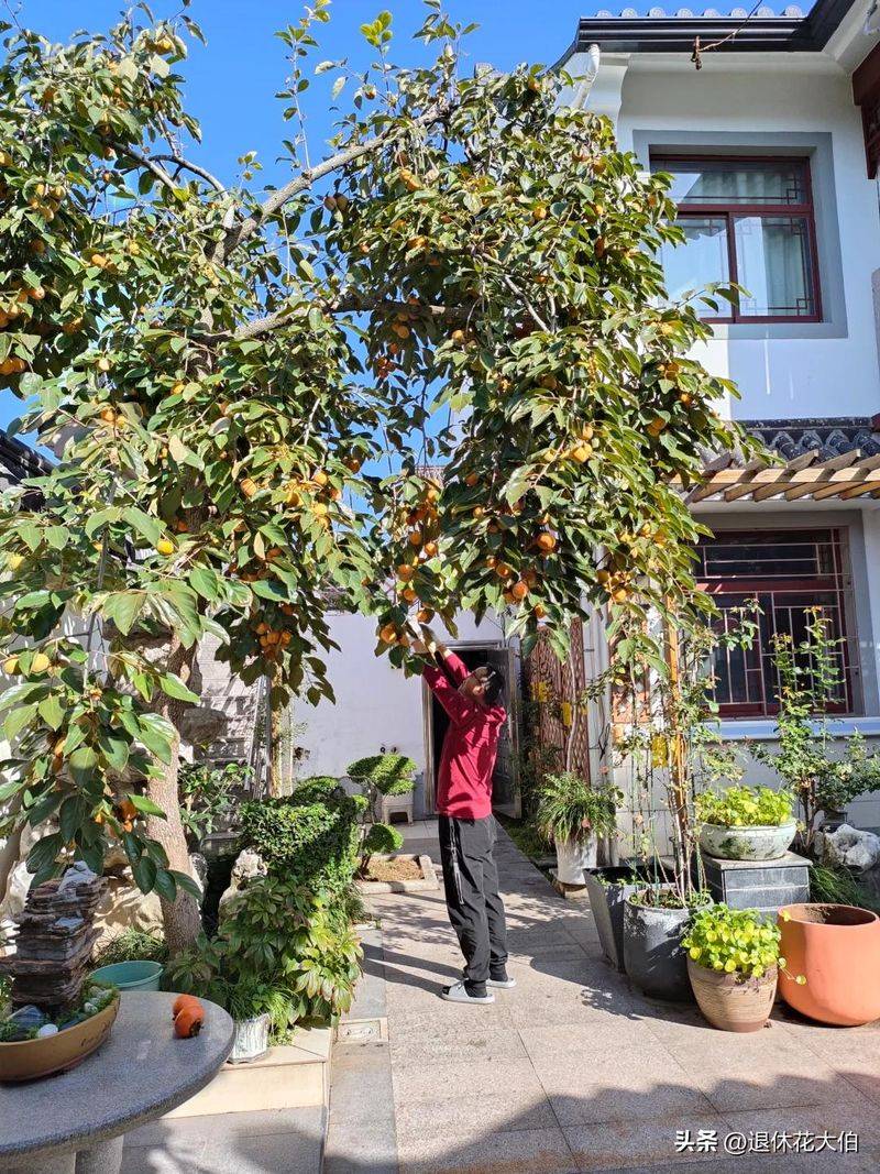 柿子树苗怎么种植方法