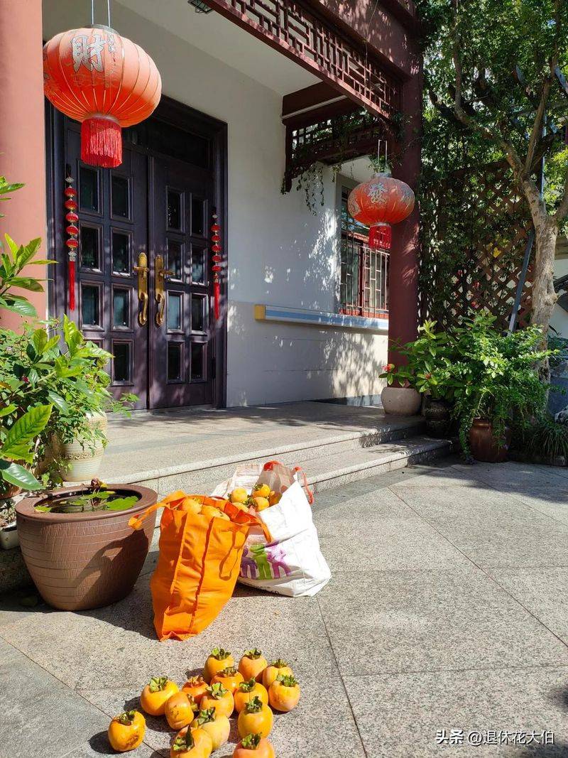 柿子树苗怎么种植方法