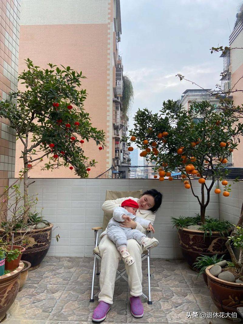 柿子树苗怎么种植方法