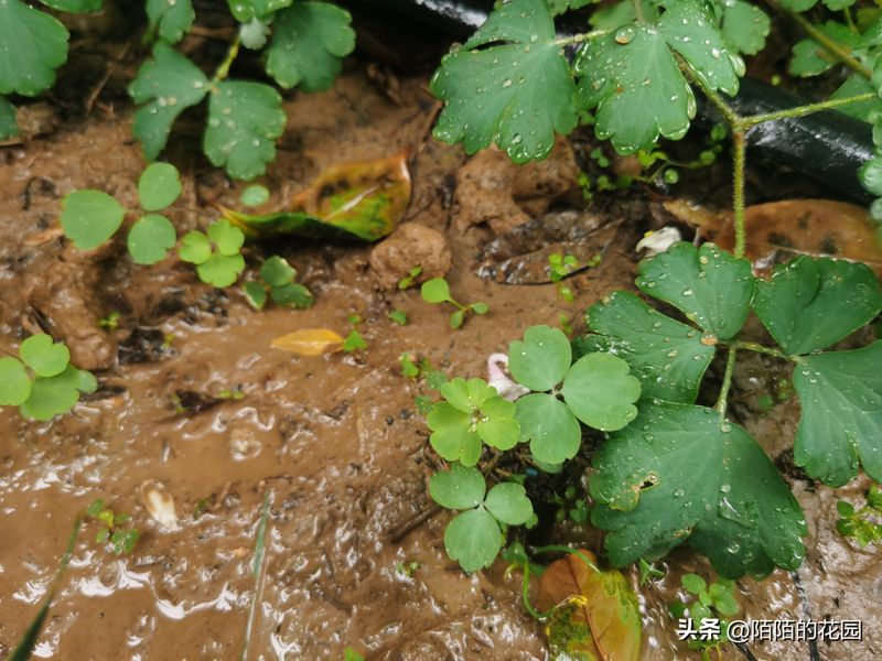 The method of planting sunflower seeds