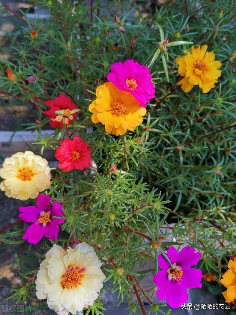 The method of planting sunflower seeds