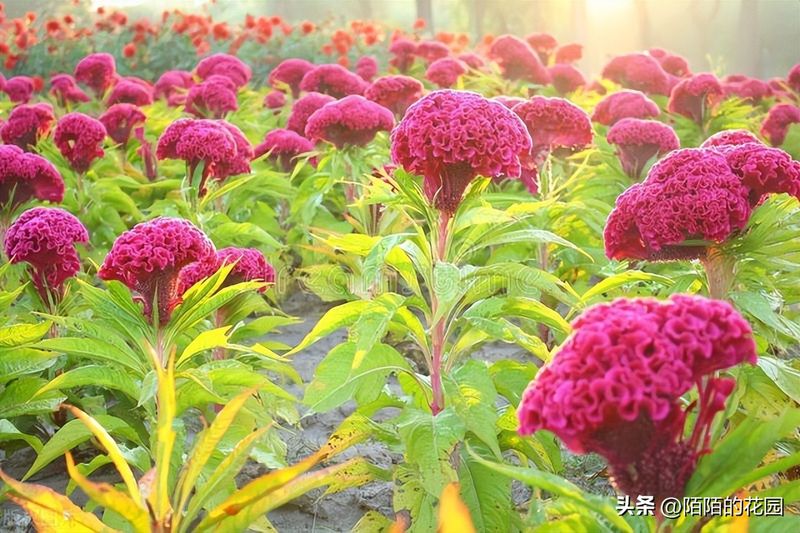 The method of planting sunflower seeds