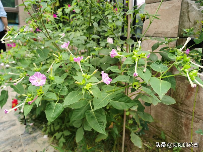 The method of planting sunflower seeds