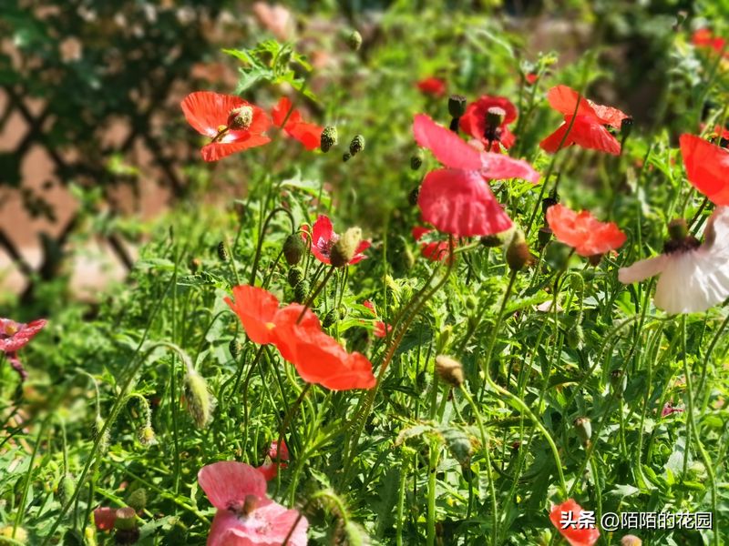 The method of planting sunflower seeds