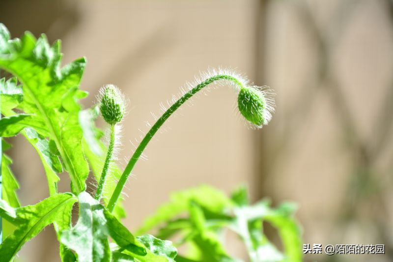 The method of planting sunflower seeds