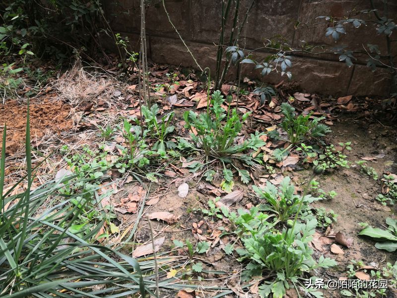 The method of planting sunflower seeds