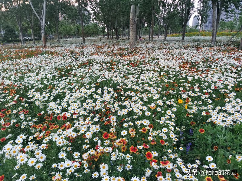 The method of planting sunflower seeds