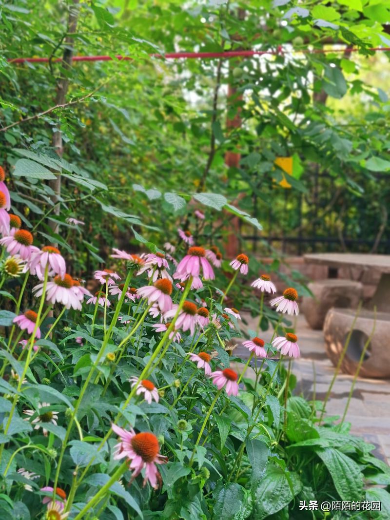The method of planting sunflower seeds