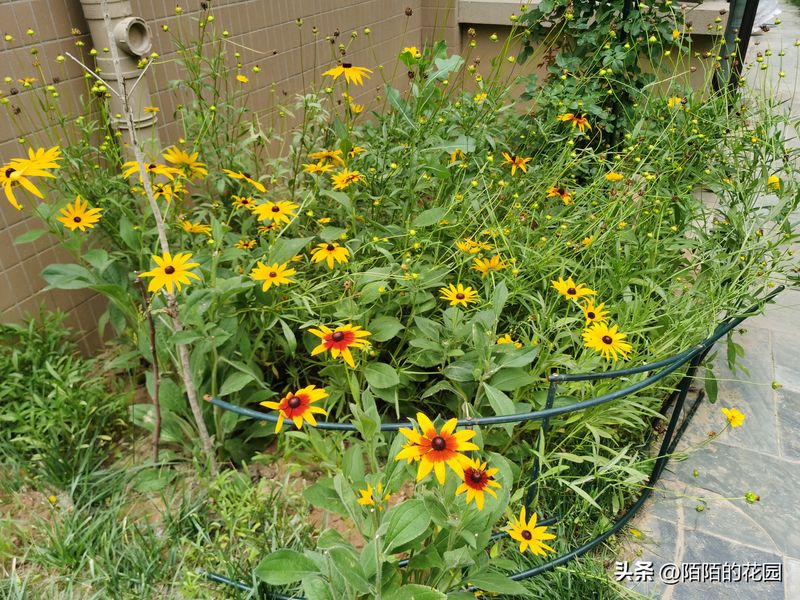 The method of planting sunflower seeds