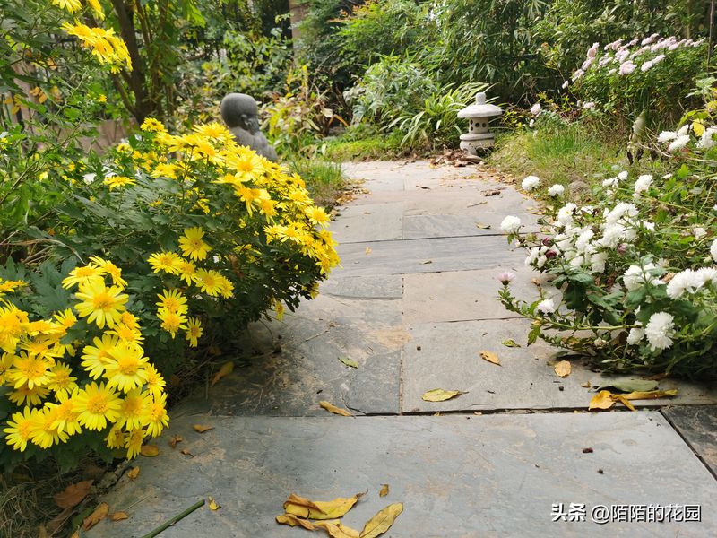 The method of planting sunflower seeds