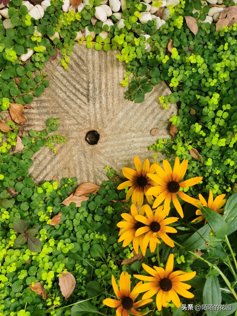 The method of planting sunflower seeds