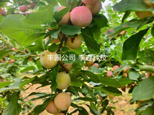 Apricot 77 techniques