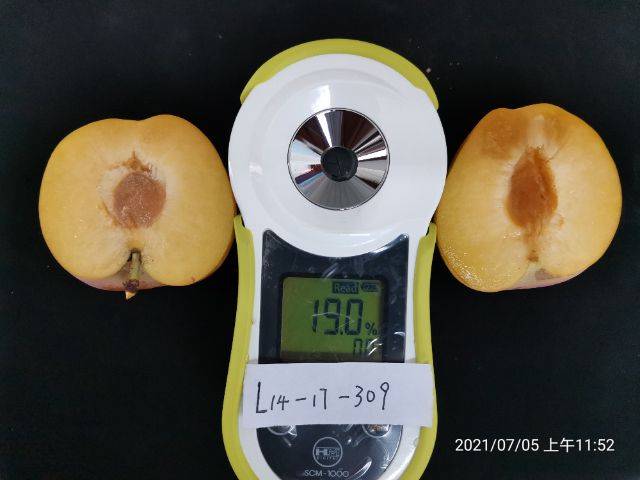 Apricot 77 techniques