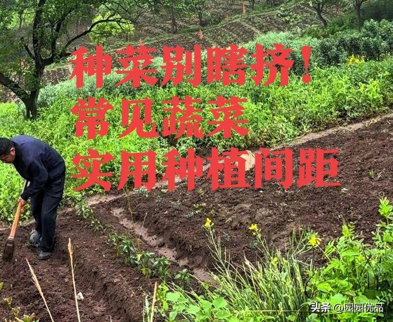 The method of growing green vegetables
