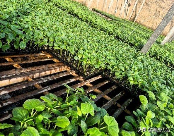 The method of growing green vegetables