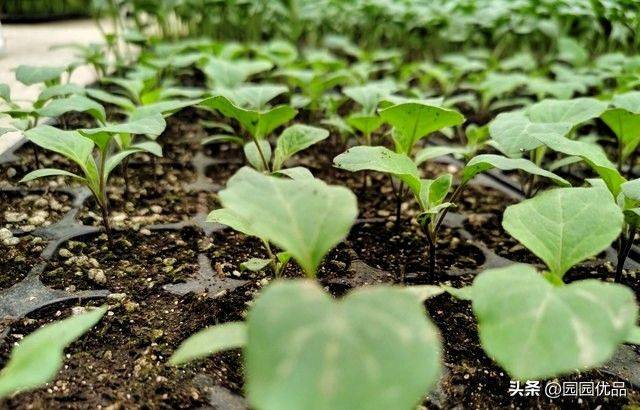The method of growing green vegetables