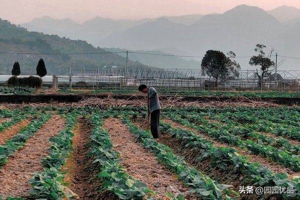 The method of growing green vegetables