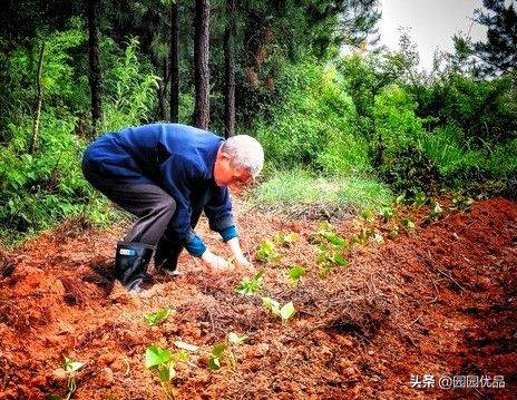 The method of growing green vegetables