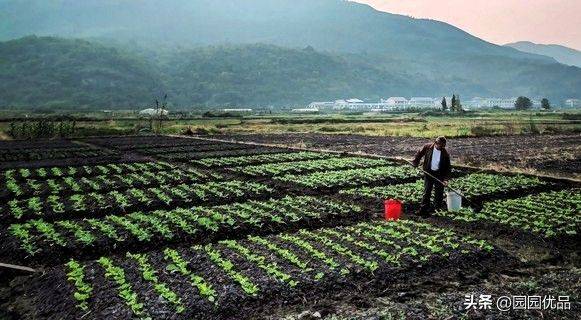 The method of growing green vegetables