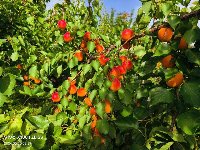 Apricot 77 techniques