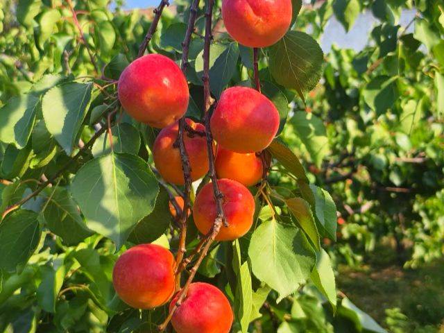 Apricot 77 techniques