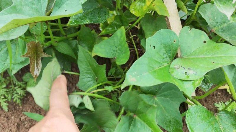 青菜的种植方法