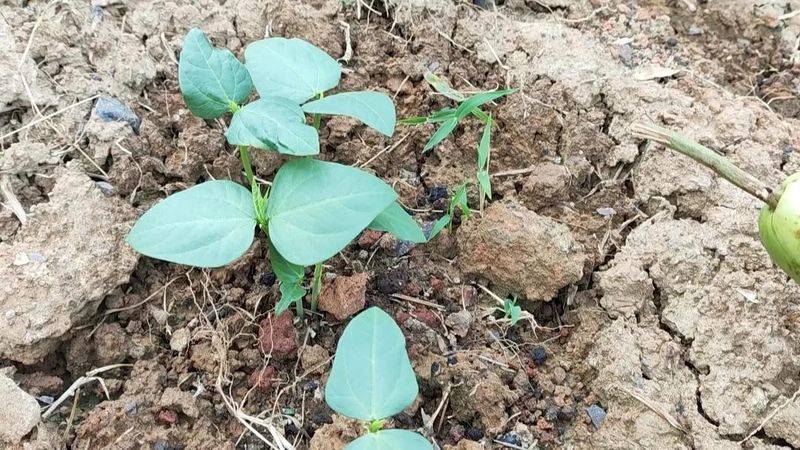 青菜的种植方法