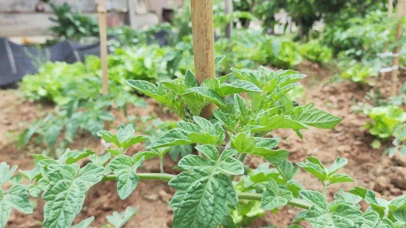 青菜的种植方法